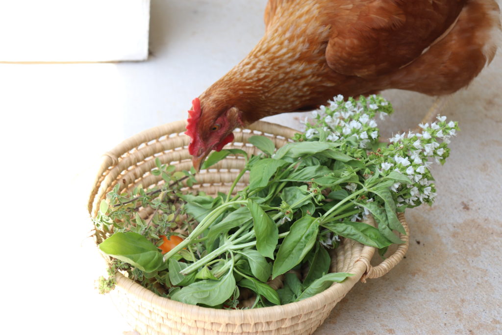 chicken eating herbs