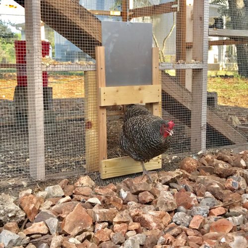 Automatic Chicken Coop Door Opener • The Bluebonnet Homestead