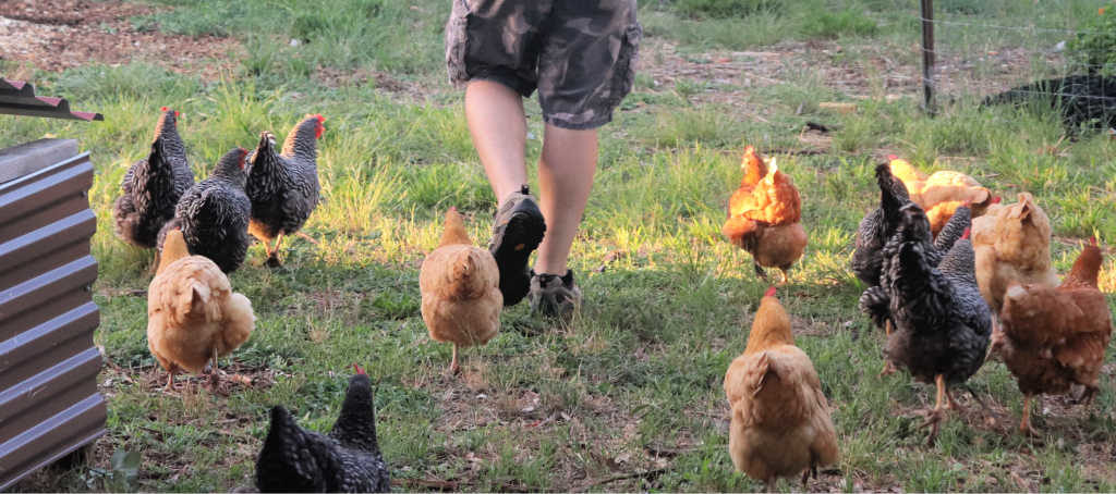 Free range chickens walking outside