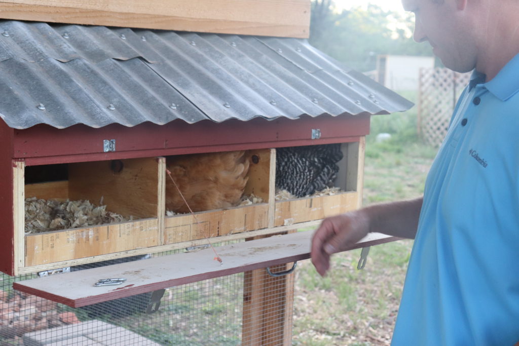 chickens in the nesting boxes