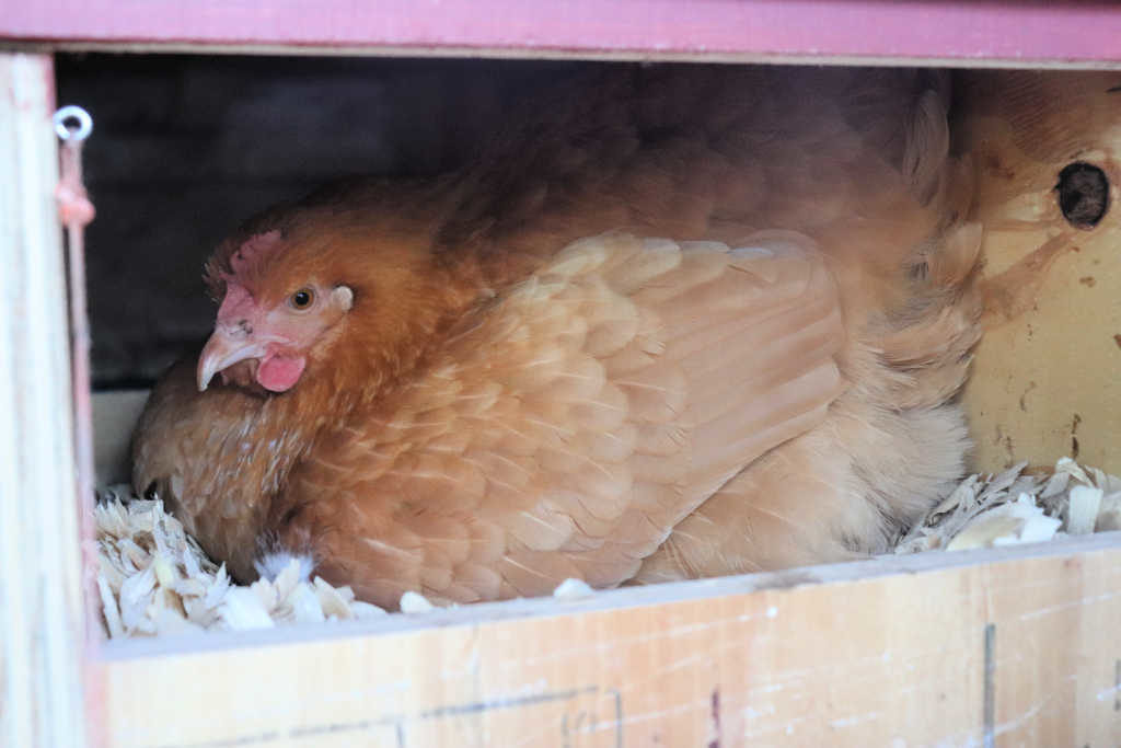 hen nesting and laying eggs in nesting box