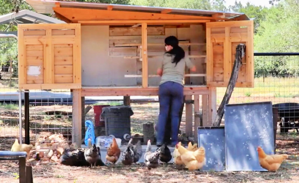 Chicken Chores how to take care of free range backyard chickens. Cleaning out the hen house chicken coop.