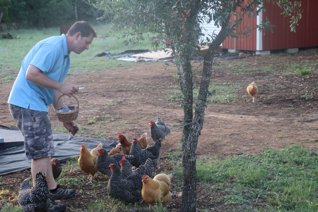 Feeding Chickens on homestead. Barred Rock, Buff Orpington, Red Hens