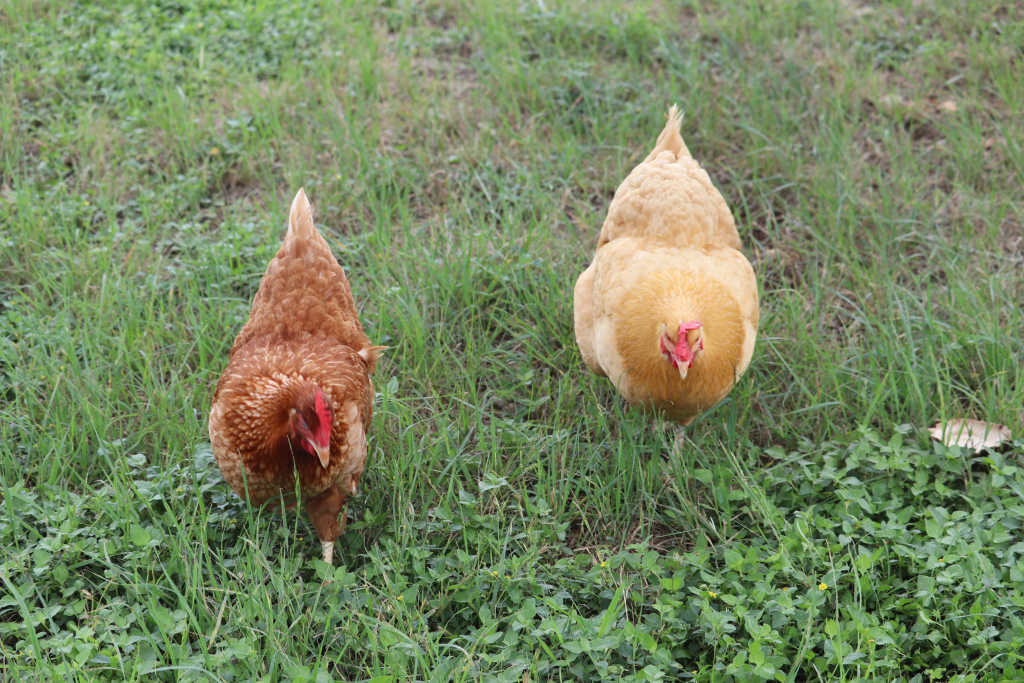 Free Range Eggs • THE BLUEBONNET HOMESTEAD