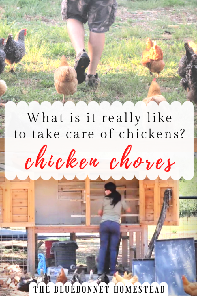 Chicken Chores what is it like to take care of chickens? Pin