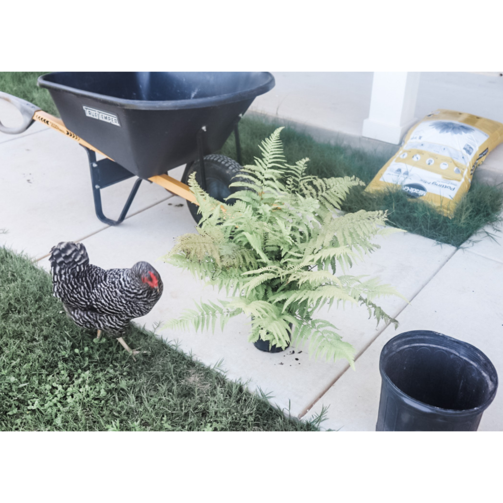 chicken and plant. front porch decor ideas