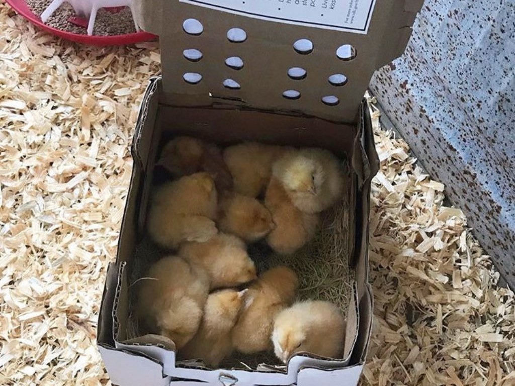 baby chicks mailed in a box