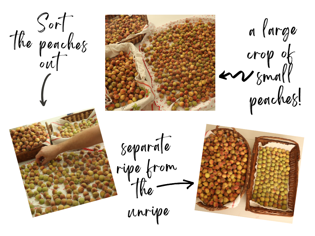 sort out ripe and unripe small peaches