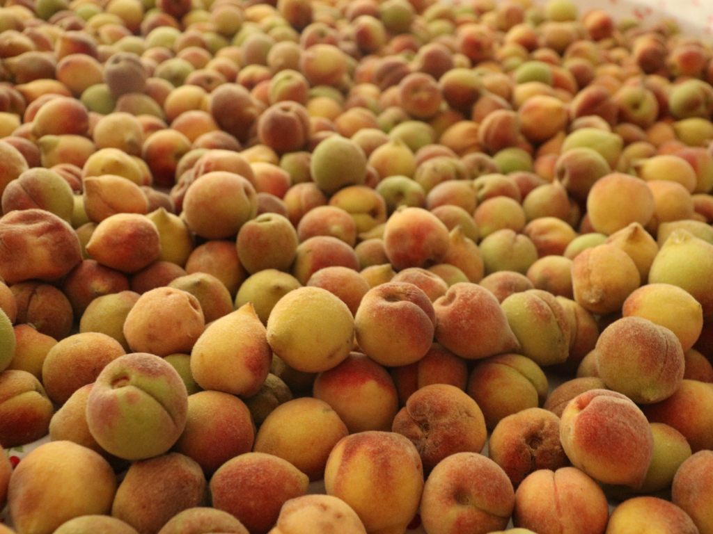 large pile of small peaches from peach tree