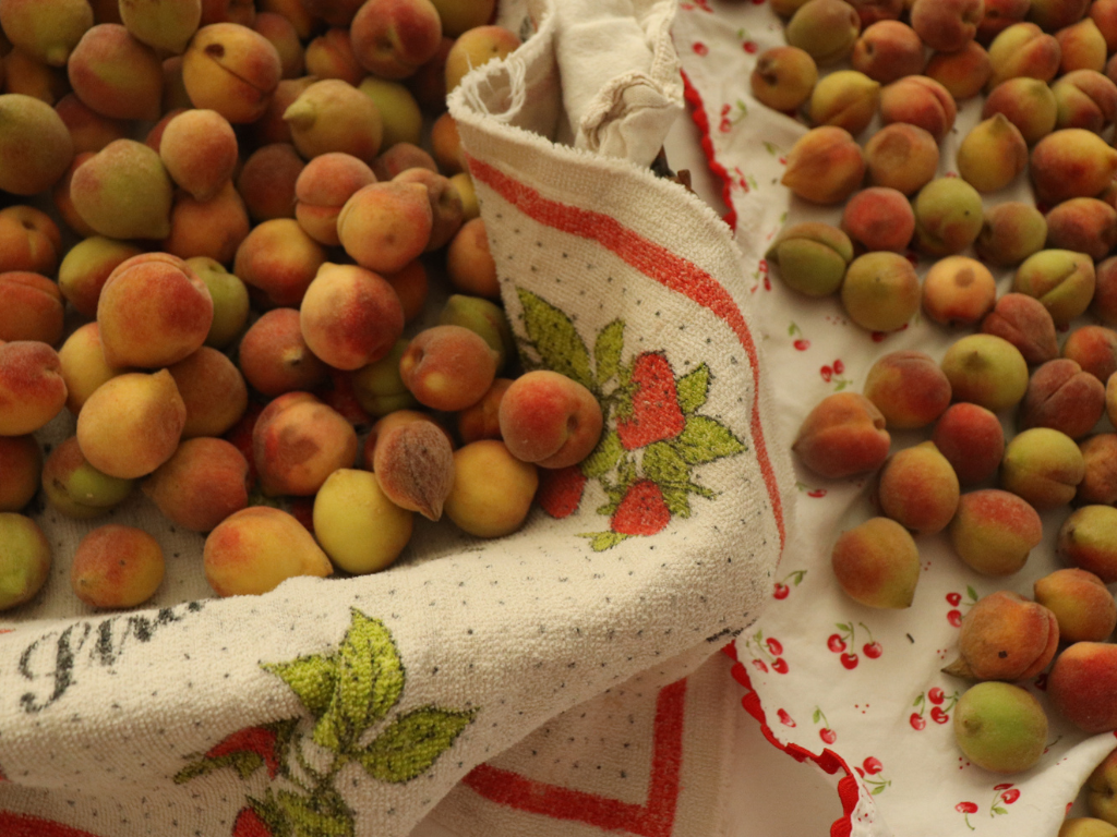 basket of small peaches on vintage dish towels